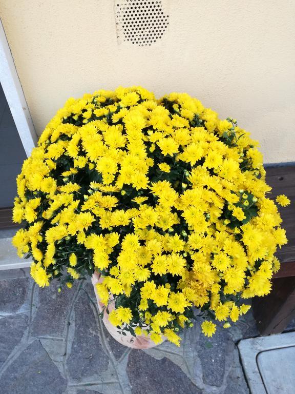 The Yellow House Fiumicino Luaran gambar